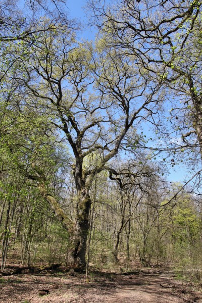 Naturdenkmal